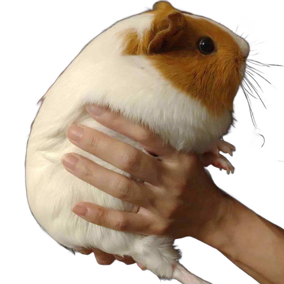 can u hold this for a sec