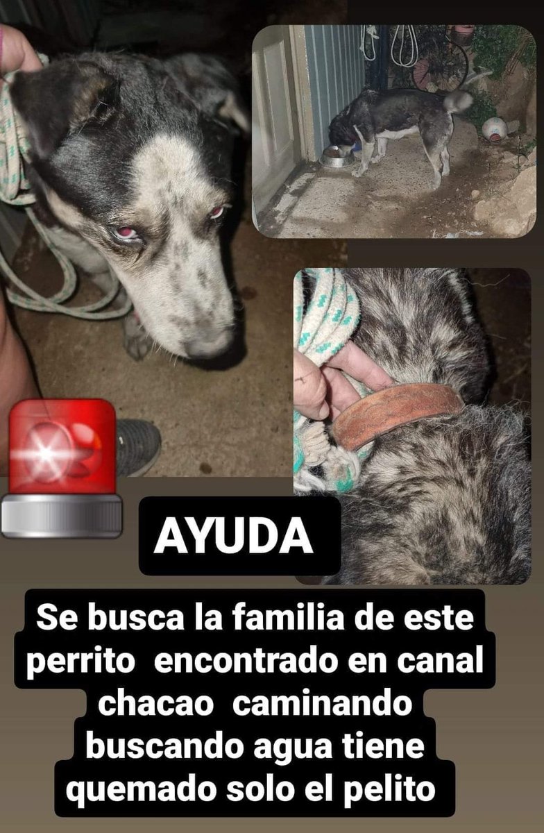 jimenadelc's tweet photo. #MascotaEncontrada
#Valparaiso 
#VinaDelMar
#Quilpué
#IncendioForestal https://t.co/X6l8tcRlXS