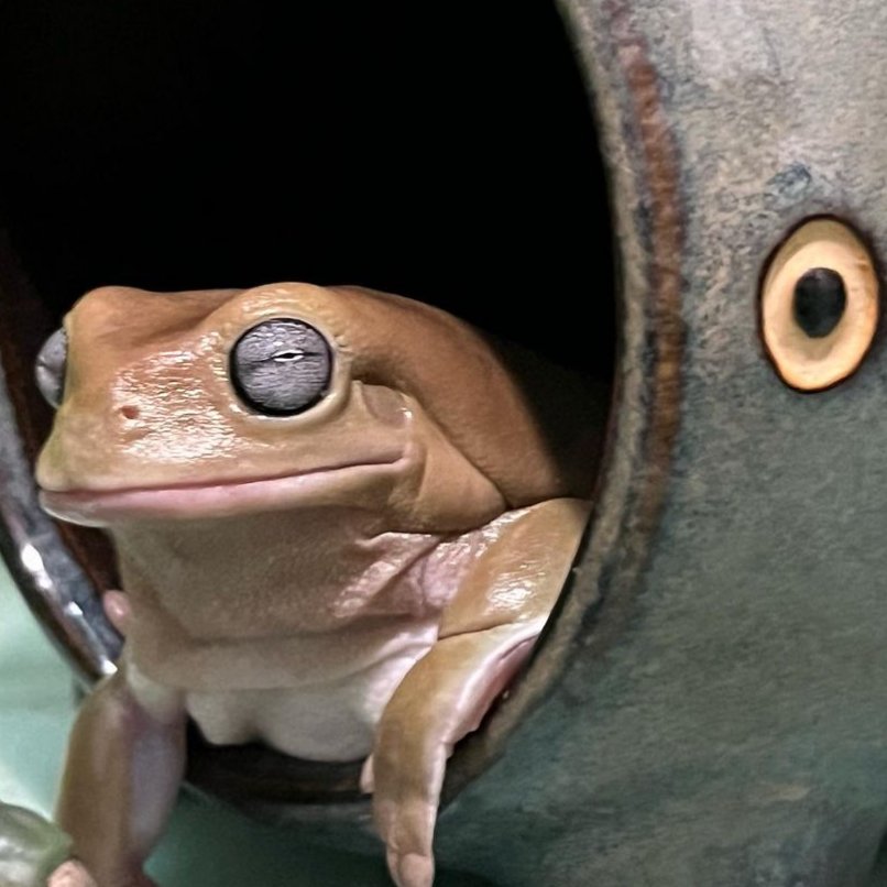 frogofthe's tweet image. 📅  9th February 2024
🐸  Frog of Dark
🏷️  Instagram/emotional_support_frogs
💕 #animaloftheday