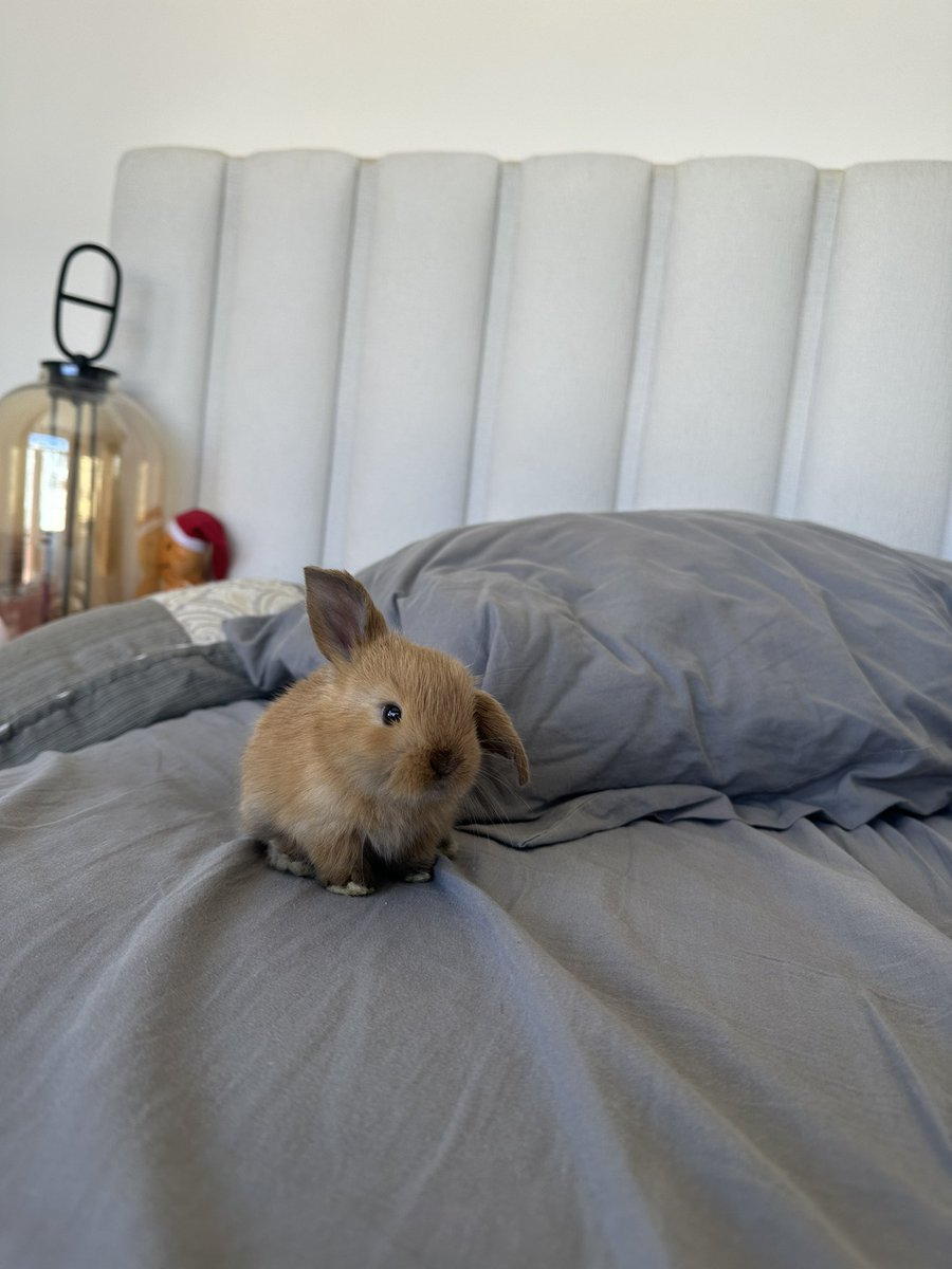 tu bratz favorita tweet media