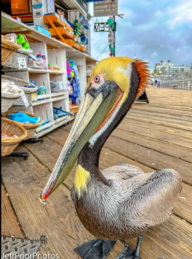 The pelican is waiting patiently for his order to be ready at the Oceanside Pier Bait Shop.