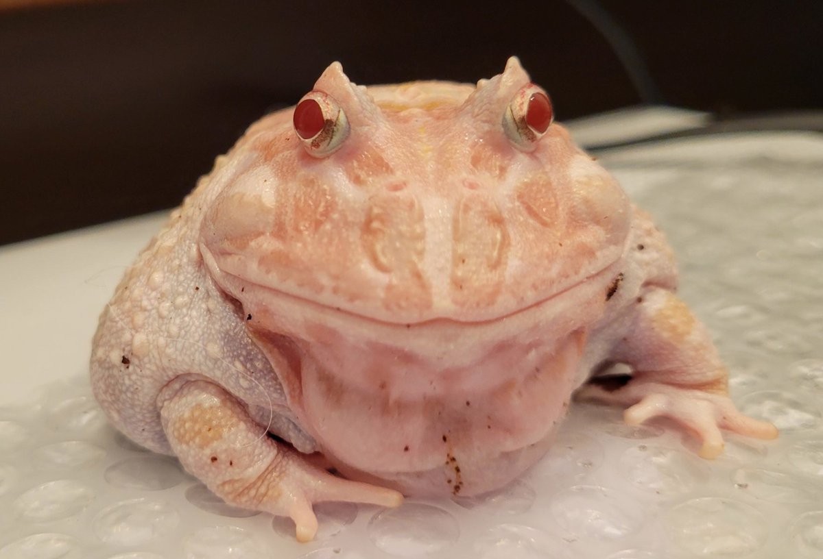 frogofthe's tweet image. 📅  10th February 2024
🏷️  @Seoane_Sue
💕  #animaloftheday