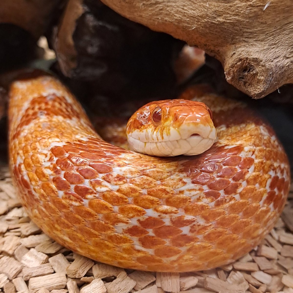 Ouroboros II. (Omega) The Cycle Ends Here.