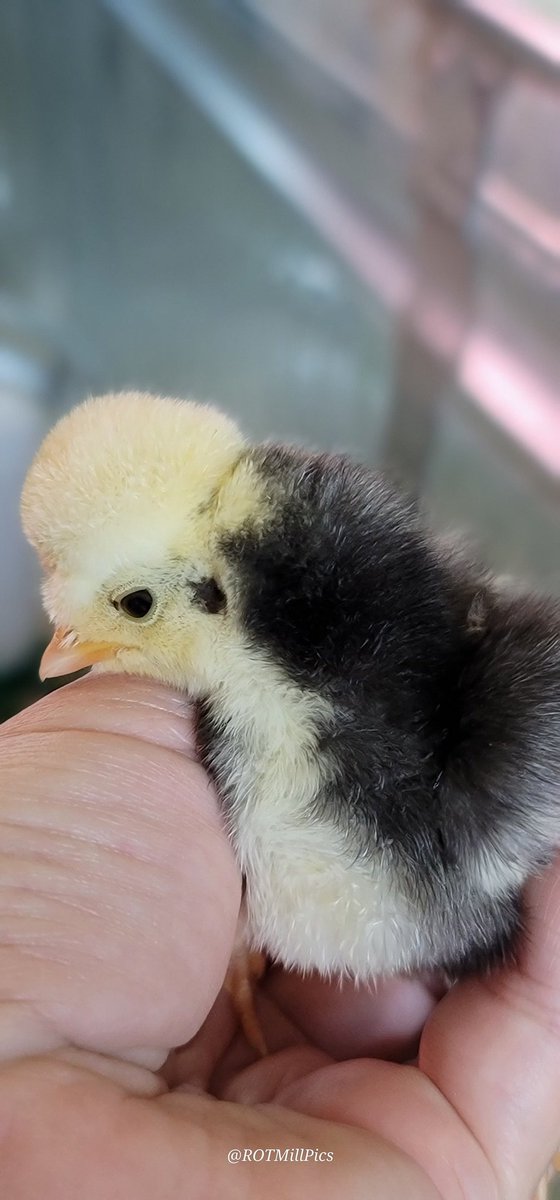 ROTMillPics's tweet photo. @MandyLSimard She was so cute when she was a chick! :) https://t.co/TnoMJiQDuP