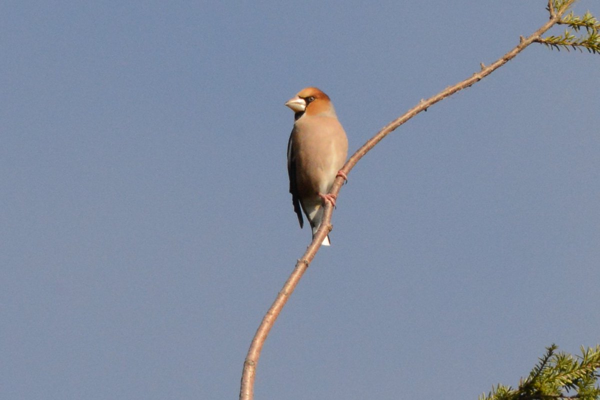 Tom Chadwick tweet media