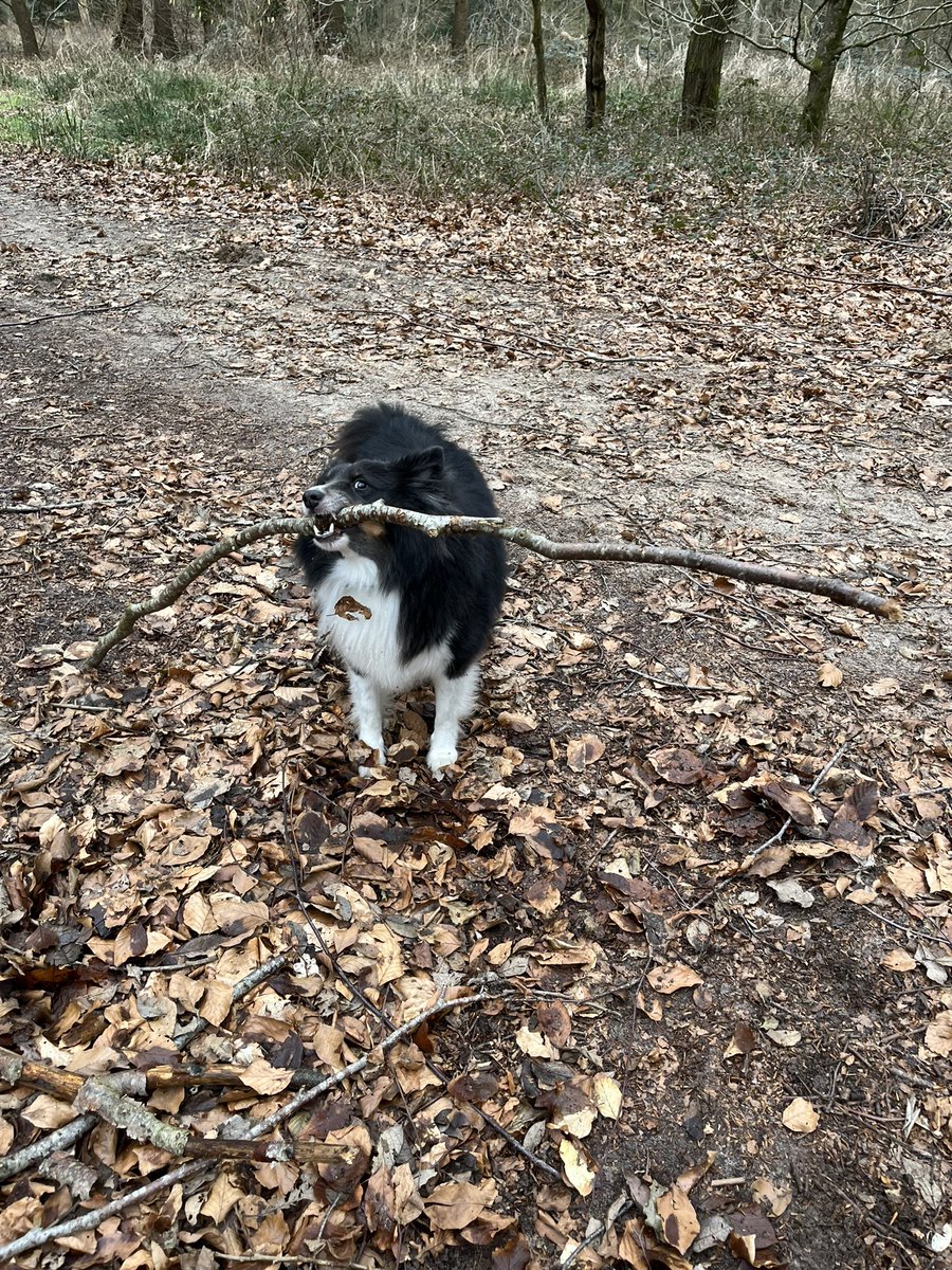 Stoere hond jonguh 💪🏻