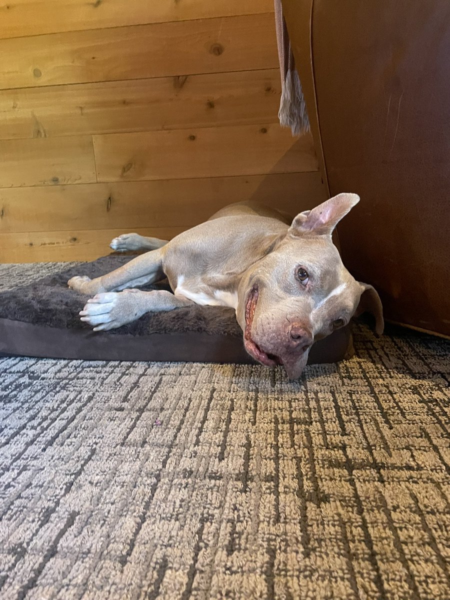 Princess crossed the rainbow bridge 🙏 She changed my life when Courtney rescued her at 30 pounds overweight and nursed her back to health. We called her “blue fawn,” because she was a rare pitbull mix of blue fawn and mastiff so she had these big buff shoulders. What a beautiful