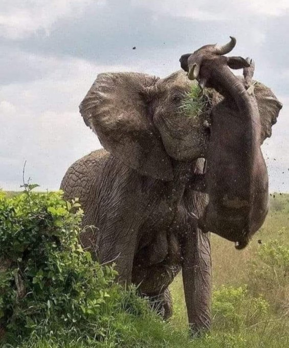 NchiYetu254's tweet photo. The war in the wild.🇰🇪
#KenyaKwetu https://t.co/izeTsJQ8pM