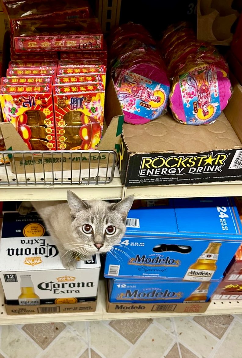 Bodegacats_'s tweet photo. https://t.co/ZVabQX1RqZ