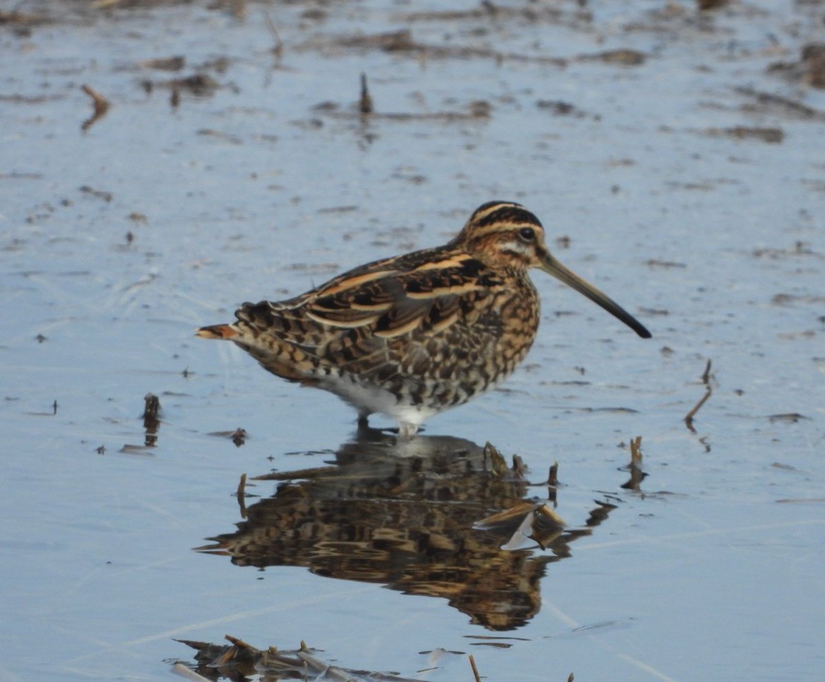 daleivor's tweet photo. #Holkham 3.5hr seawatch for Black Scoter... dipped. So, I had to make amends. So, I found the #whitefrontedgeese then moved to #Titchwell #waterpipit, then to #nenewashes #LEO #SEO #cranes #Bewickswan - smashing end to a big week. It ended on 150 for the year. Best start ever. https://t.co/yDKtNsYPEu