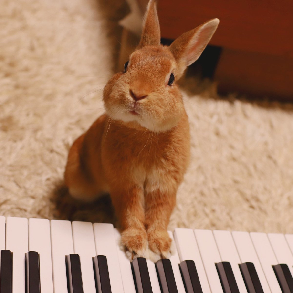 まま なんかいめのあかうんとさくせい？
こんかいはちゃんと ぼくたちをいっぱいのせてよね！けしちゃだめよ！

はい…笑
#rabbit #うさぎ #ネザーランドドワーフ #初ポスト #Piano #ピアノ