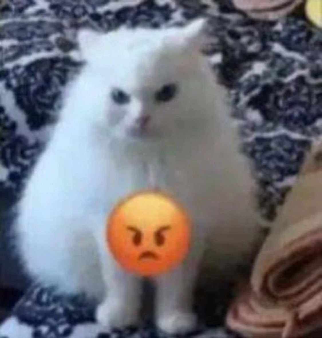 PunchingCat's tweet photo. cottenball angy https://t.co/iIfukespwx