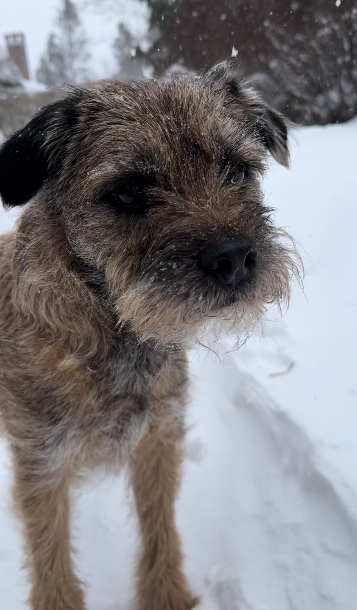 Snow flurry cheap westies