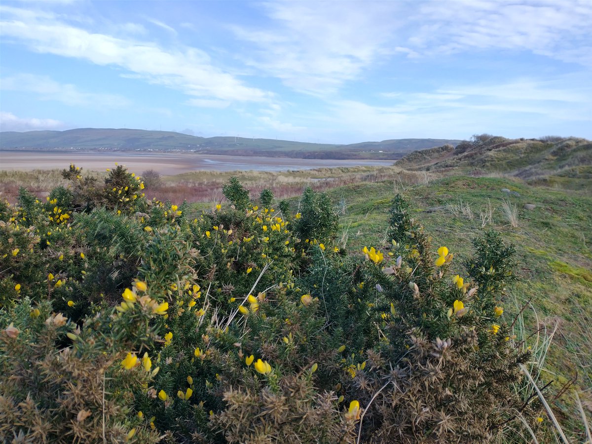 Common Gorse brightening up the internationally important sand dunes at @ntsandscalehaws . #WildflowerHour with @MaskellLindsay Now just imagine a giant holiday resort along the coast here. If you think that's a terrible idea then it's time to #SaveRoanhead @saveroanhead