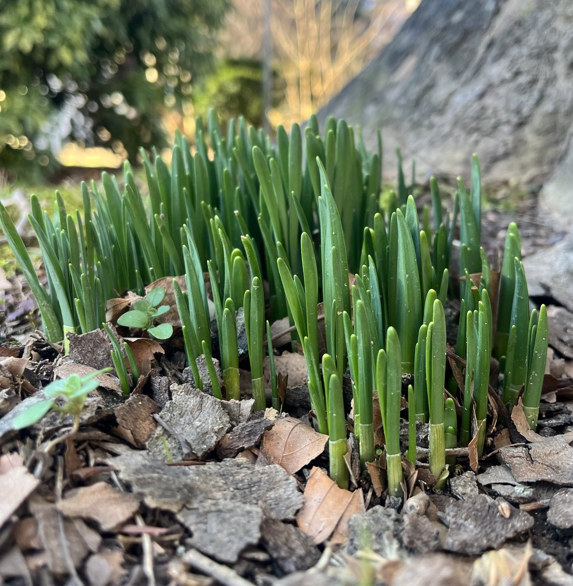 February used to be a proper month.