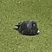 Even the pigeons are unhappy with the plastic grass and left only with the weeds. 

Except one guy, decided to sun bake.

#plasticgrass