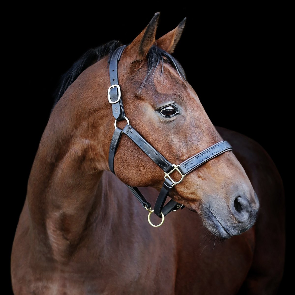 Irish National Stud tweet media