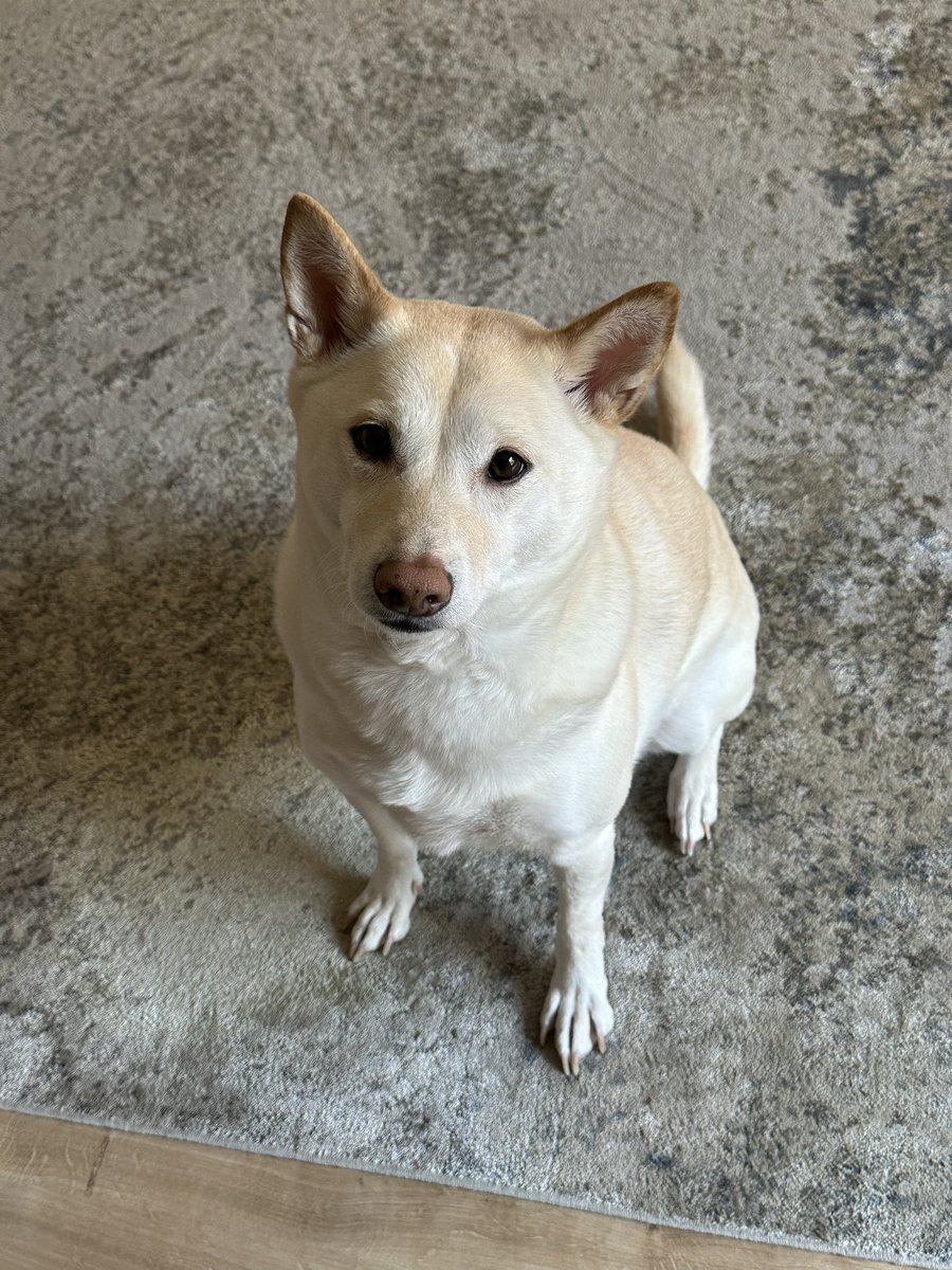 Kaotikz3000's tweet photo. Extra belly scratches for this girl. #ripryp #canucks https://t.co/kP9dZ03M7b