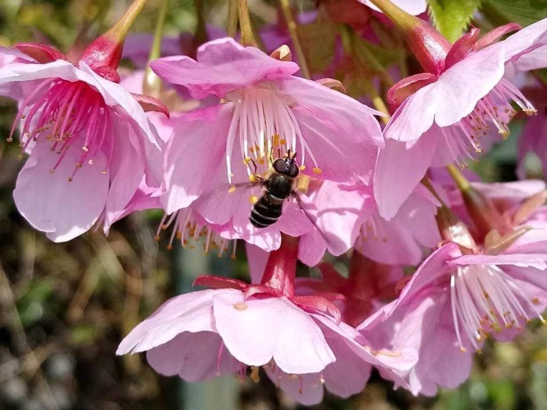 rodelcost's tweet photo. @MandyLSimard #NaturePhotography  #bee #macro #Flowers https://t.co/h7sSYQDcMz