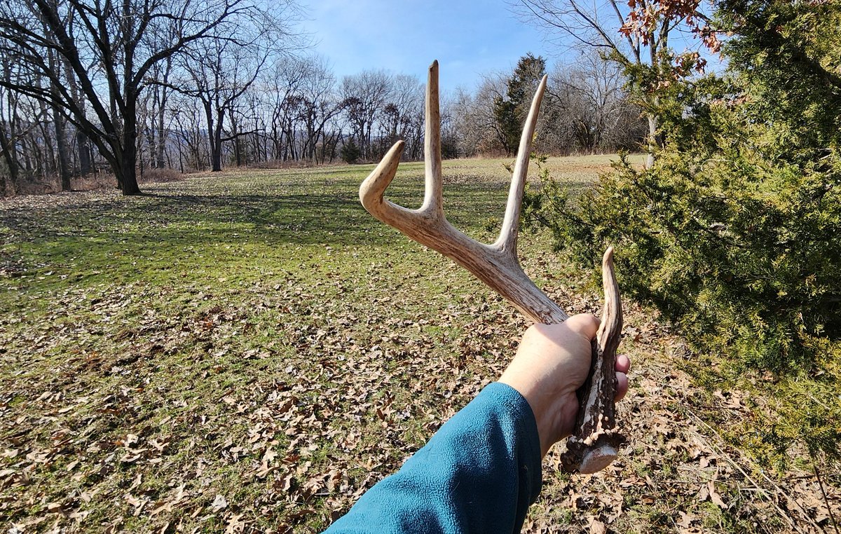 WildMBrands's tweet photo. Seeing magnificent, mature white oaks and finding #antlersheds at #WildM Ranch is a favorite February pastime. https://t.co/ecJVmeJUDp