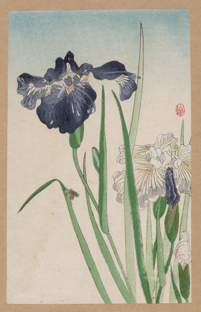 JapanTraCul's tweet photo. Irises, 1900-1930

#ukiyoe https://t.co/zCBDCo9jgB