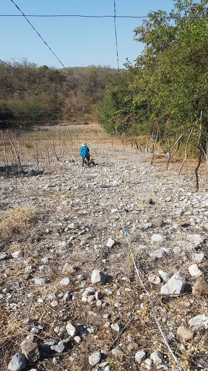 ch_gruetze's tweet image. Last day of field work on the Motagua Fault in #Guatemala. We opened a trench across the edge of a sag pond and did a lot of ERT profiles to select sites for next year&apos;s trenching campaign. #ProjectLibre
@UniJena @dfg_public