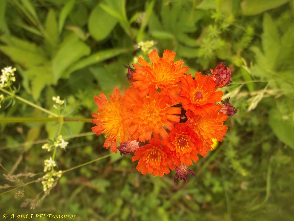 #goodafternoon Some Orange Hawkweed to brighten up the day.  They have such bright colours...yellows and orange.  #PrinceEdwardIsland #PEI #Canada #Canadian #Maritimes #Atlantic #flowerphotography #FLOWER #photography #NaturePhotography #NatureBeauty #Floral #Flora #nature