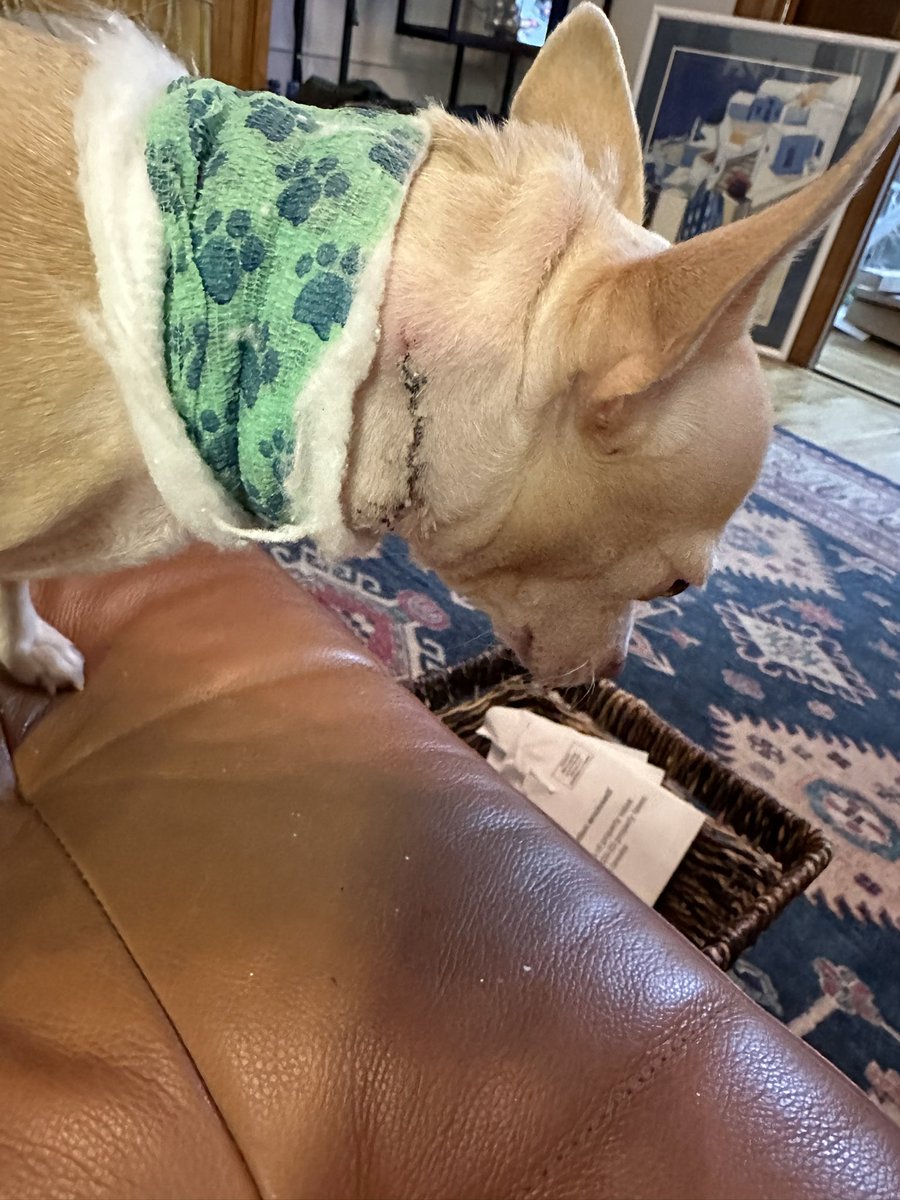 marbarduff's tweet photo. @JackJackJournal The dressing slipped but the vet said to wear bandana for awhile Mom must buy me some Tis a human pacemaker They don’t make them for us doggos I’m home now and helping mom relax between her treatments We so busy minding and loving each other https://t.co/V26pynyYFx