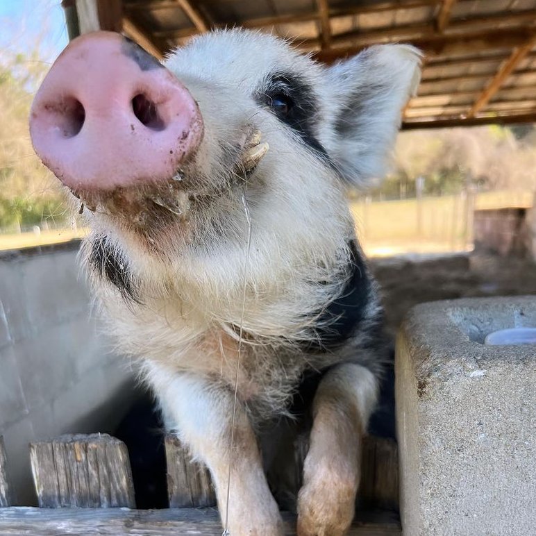 📅 5th February 2024
🐷 Finton
🏷️ Instagram/flying_pig_animal_sanctuary
💕 #animaloftheday