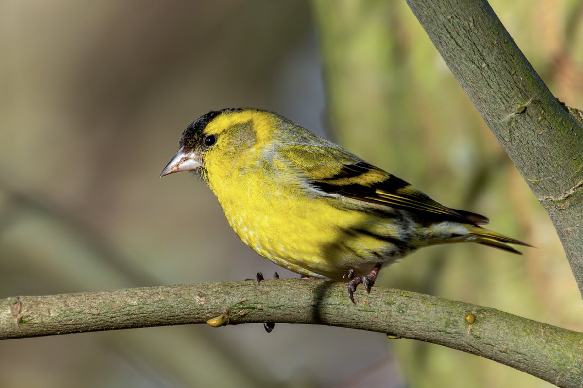 mountainmike49's tweet photo. The siskin were showing well at North Cave Wetlands last Friday. @NorthCaveBirder @NorthCaveWet @YorkshireWild1 https://t.co/OSzsFgLyei