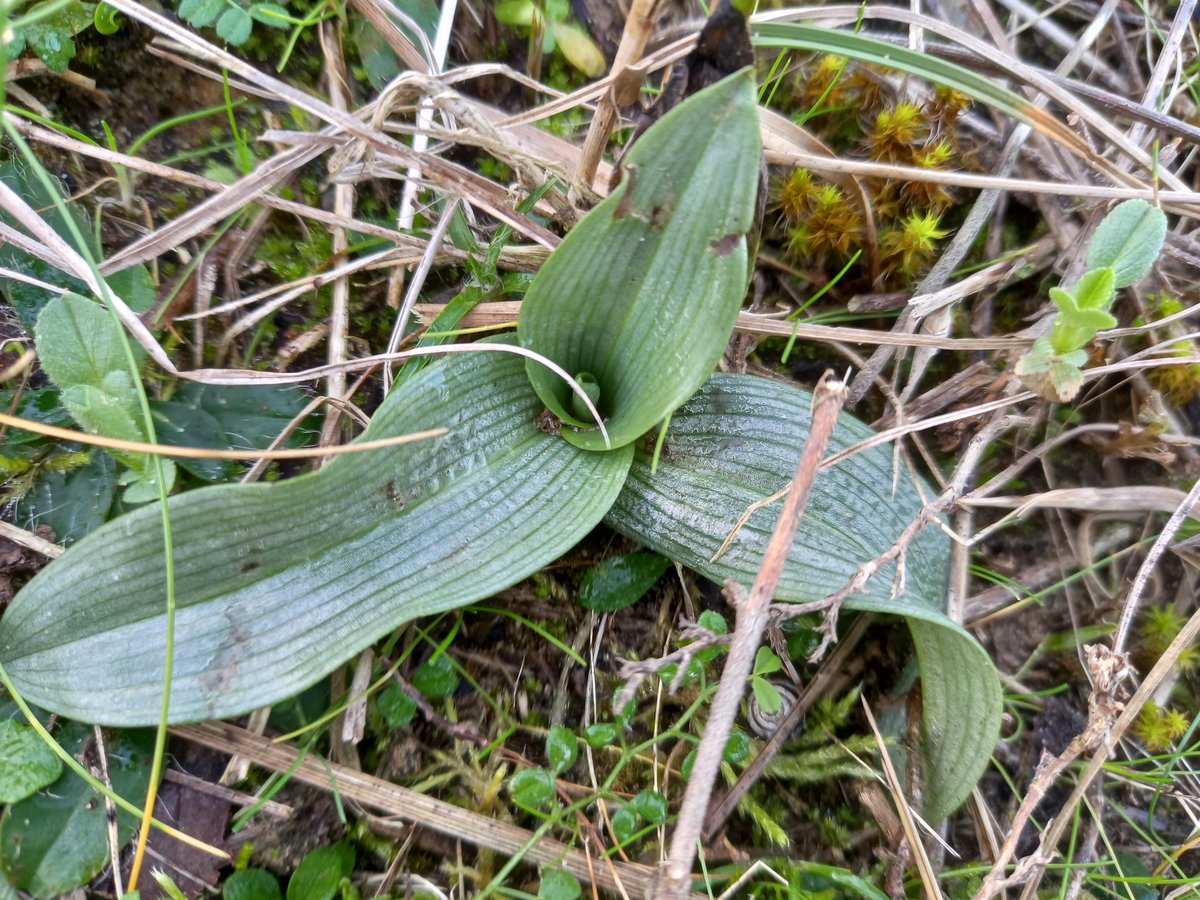 Neil Forbes (@treebeard_793) on Twitter photo Lots of Bee Orchid rosettes at <a href="/ntsandscalehaws/">NT Sandscale Haws NNR</a> , #Cumbria so could be a good year for them.
I love the ecology of this species in the northern parts of its range. Flowers mimic bees but then reproduce by self-pollination.
#WildflowerHour
With <a href="/MaskellLindsay/">Lindsay Maskell</a> Lots of Bee Orchid rosettes at <a href="/ntsandscalehaws/">NT Sandscale Haws NNR</a> , #Cumbria so could be a good year for them.
I love the ecology of this species in the northern parts of its range. Flowers mimic bees but then reproduce by self-pollination.
#WildflowerHour
With <a href="/MaskellLindsay/">Lindsay Maskell</a>