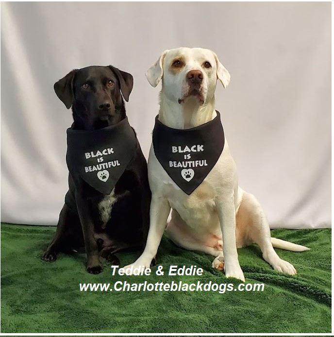 Cltblkdogs's tweet photo. FEBRUARY is Black Dog Syndrome Awareness Month
Did you know that black dogs have the lowest adoption rate and the highest euthanasia rate than any other color dog in the shelter?
Join us at this year's Paws in the Park- Charlotte, NC
https://t.co/TxIYjnmymC https://t.co/U2ay2ClG0Y