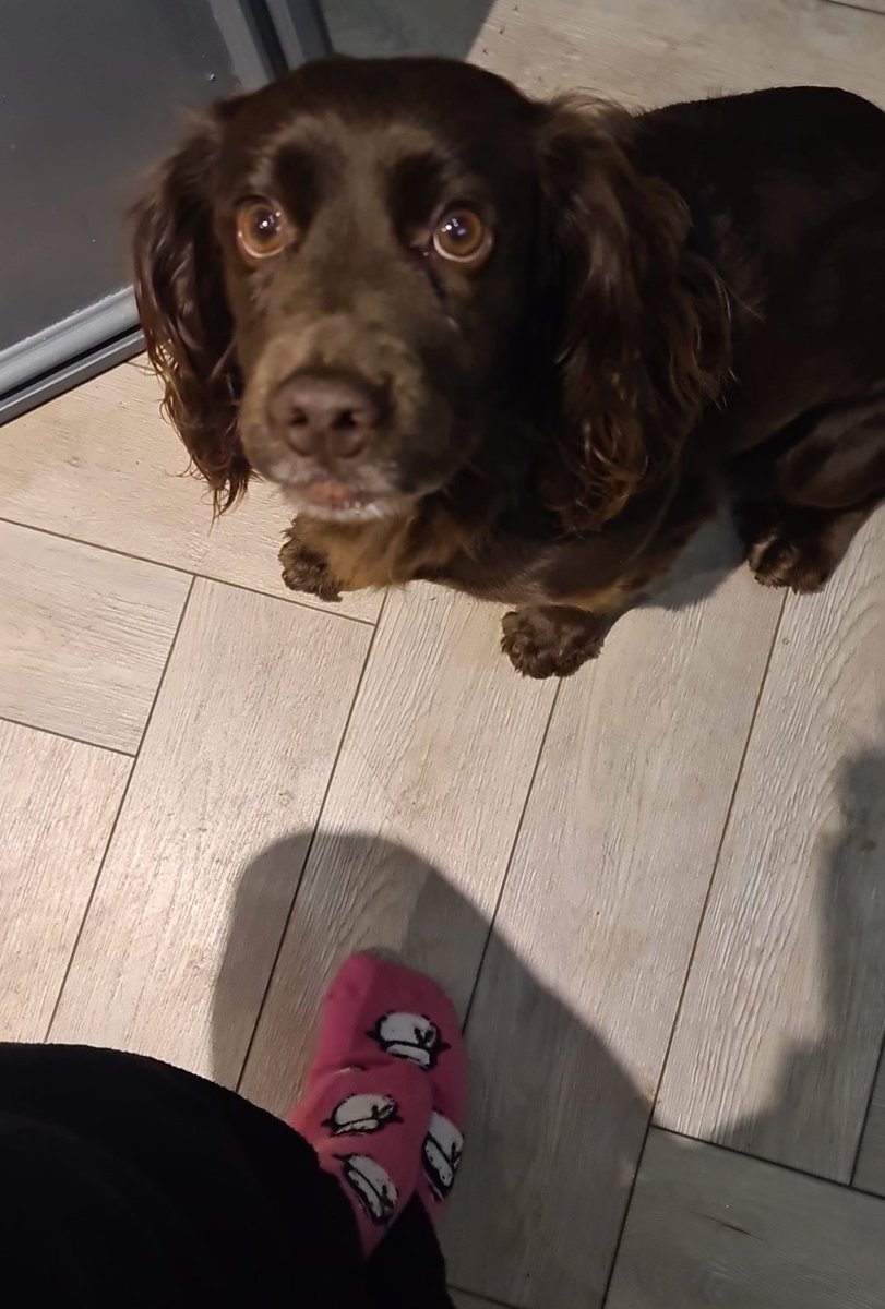 Stood watching Luna eat her tea aka 'nomnoms' and praising her everytime she eats as she's been off her food the last couple of days and I've been trying to hand feed her so she has anything to eat. I feel like a proud OT/dog mum 🤣🙌 you did it little pooch!! #myfurbaby