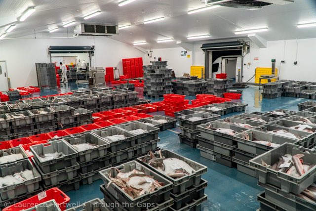 NewlynFishing's tweet photo. Yet another Large Selection of #FreshCornish🐟 to start the NewWeek! As ‘Enterprise’ arrives with #QualityPrime as “SilverDawn” rtns to her nets after landing @MSCintheUK #CornishHAKE ensuring full 🇬🇧 supply of much in demand #CornishSeafood @Cornishfpo @NFF_fishmongers https://t.co/9bOxW9Ly3Z