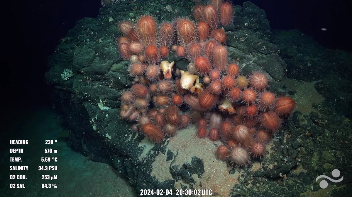 hey @echinoblog are these also dermechinus horridus? placement certainly makes it look like they're filter feeding

@SchmidtOcean #SEPacificSeamounts