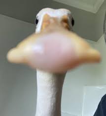 John_dunnit's tweet image. Get this duck 1.5likes