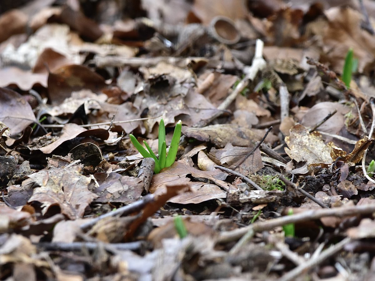 KerryitheForest's tweet photo. Signs of spring in the #ForestofDean this morning: frogspawn, snowdrops and bluebells just starting to show above the soil  😃 #spring #nature @Britnatureguide #TwitterNatureCommunity #snowdrops #fallowdeer #bluebells #frogspawn https://t.co/SXpTYzazYU