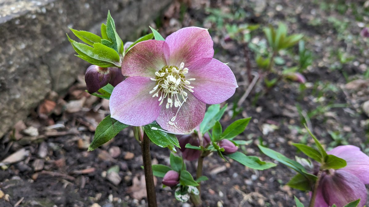 tropicalfnv's tweet photo. Hellebores in London. #hellabores #Flowers #GardeningTwitter #gardening #garden https://t.co/PNLclVFjOx