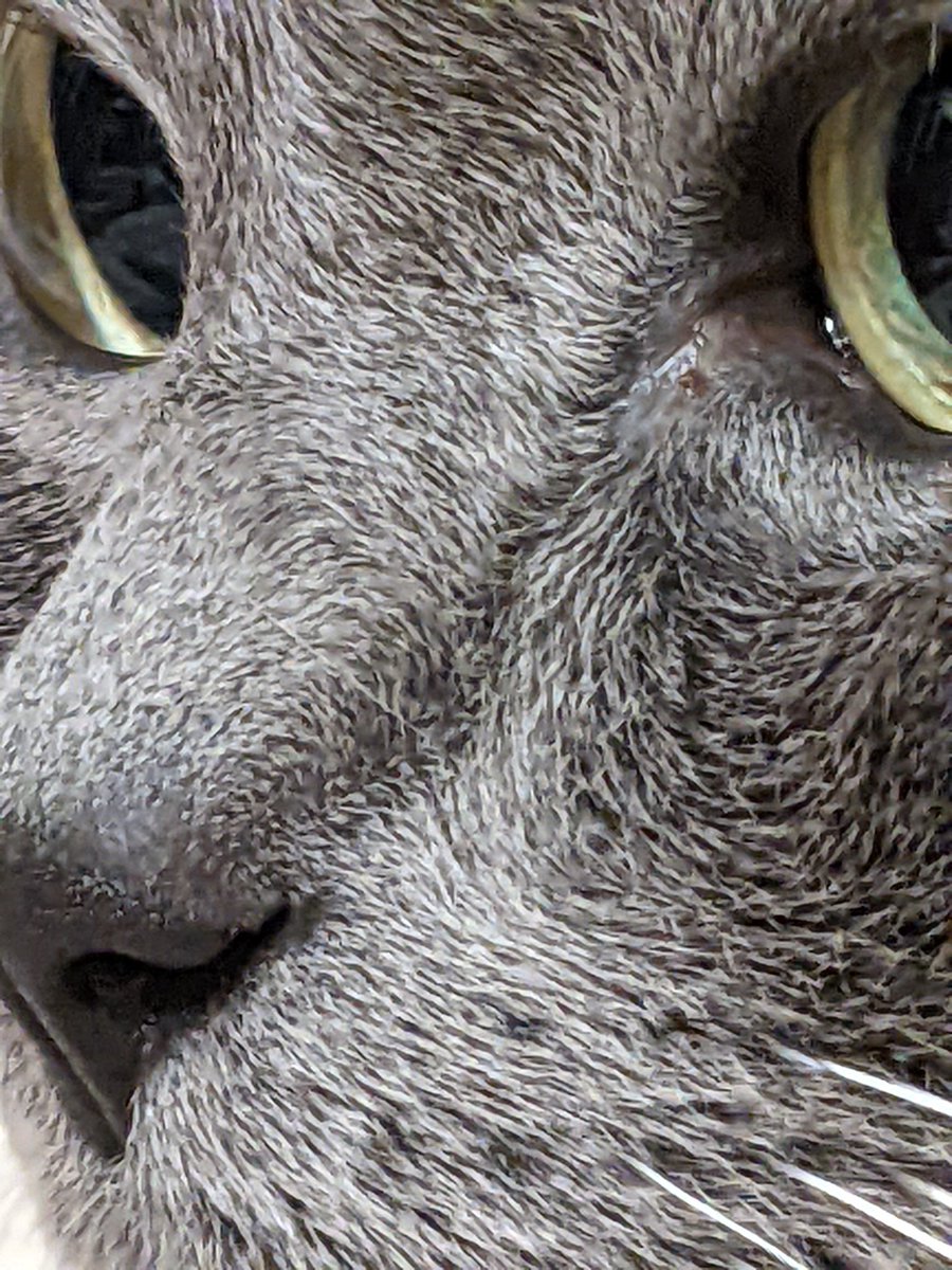 HvostikCat's tweet photo. Just random photos https://t.co/OvzXfKlpPX