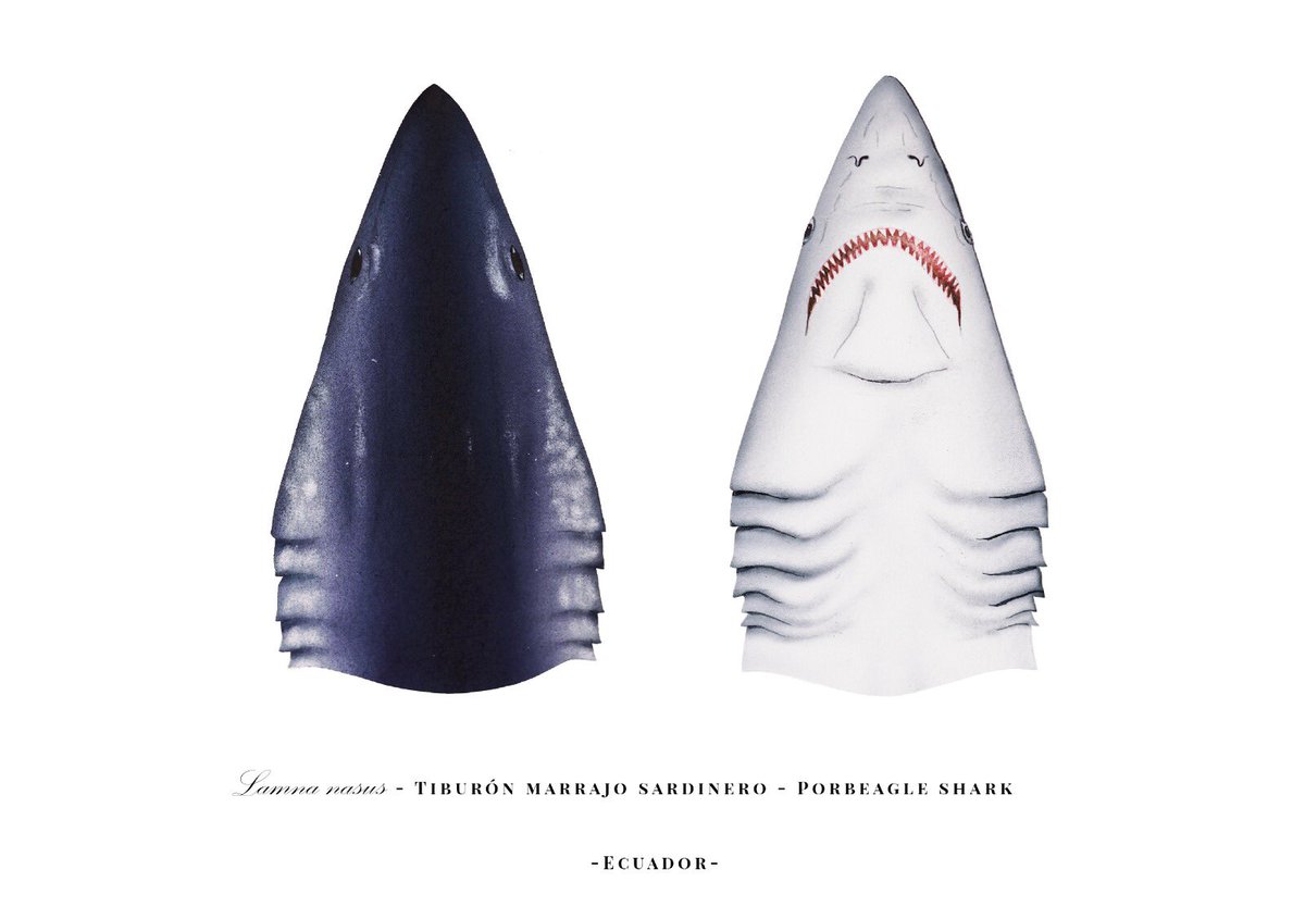 Noemí Cevallos tweet media