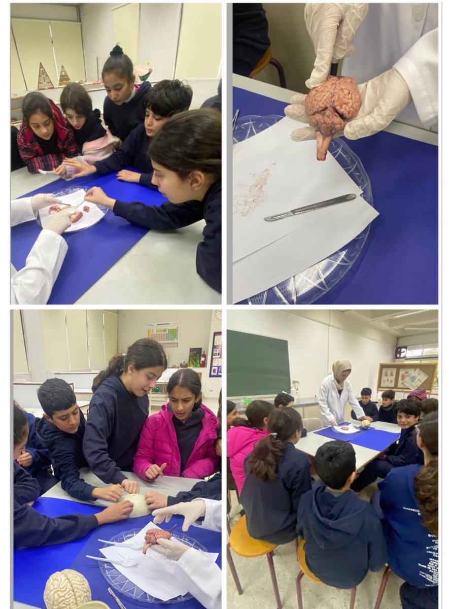 BioRHHS's tweet photo. Les étudiants de la classe EB6 ont exploré la structure et la texture de l’ encéphale @RHHS_Saida @BioRHHS https://t.co/1gzLn9H8Wd