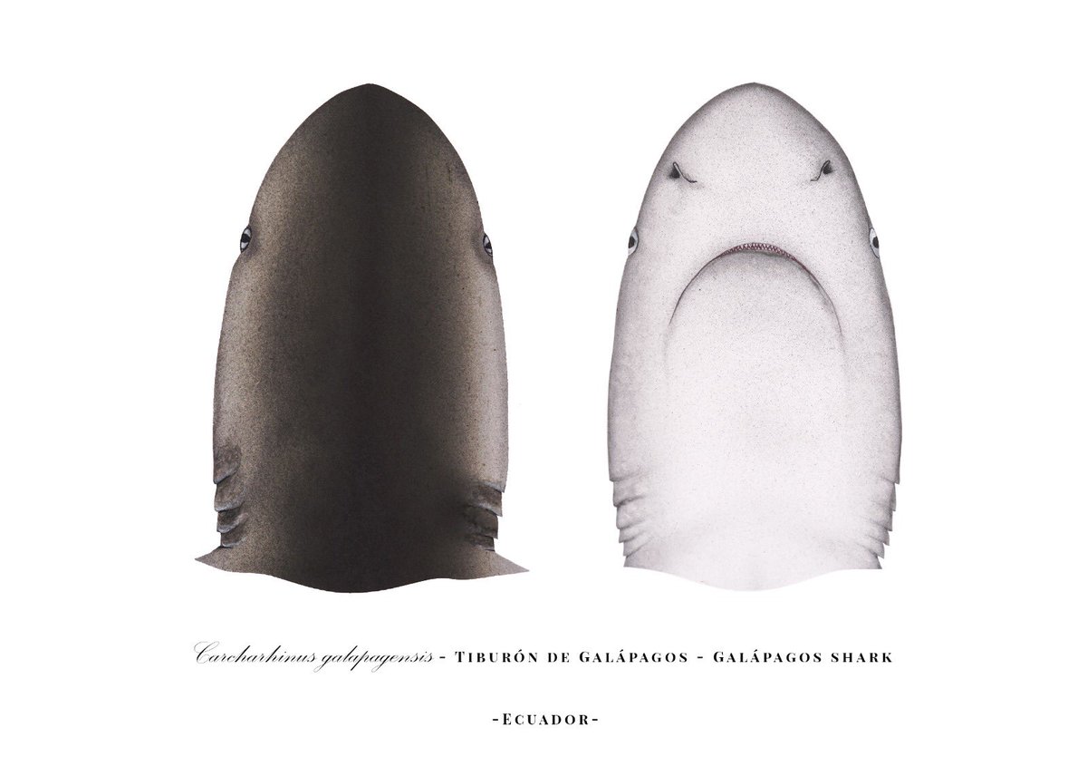 Noemí Cevallos tweet media