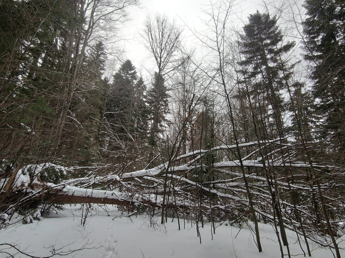 marekmarian's tweet image. Szeroka na ok 6-7 m i wysoka na 2 m (jak zszedłem byłem niższy) - #Karpa (1). Świerkowa sądząc po korzeniu, ale w lesie głównie jodłowym z dużą ilością młodej buczyny. #Wywrot grupowy, świerk nabiegami pociągnął też buka (2).
Stare #porolne z kiedyś pojedynczymi drzewami czy
