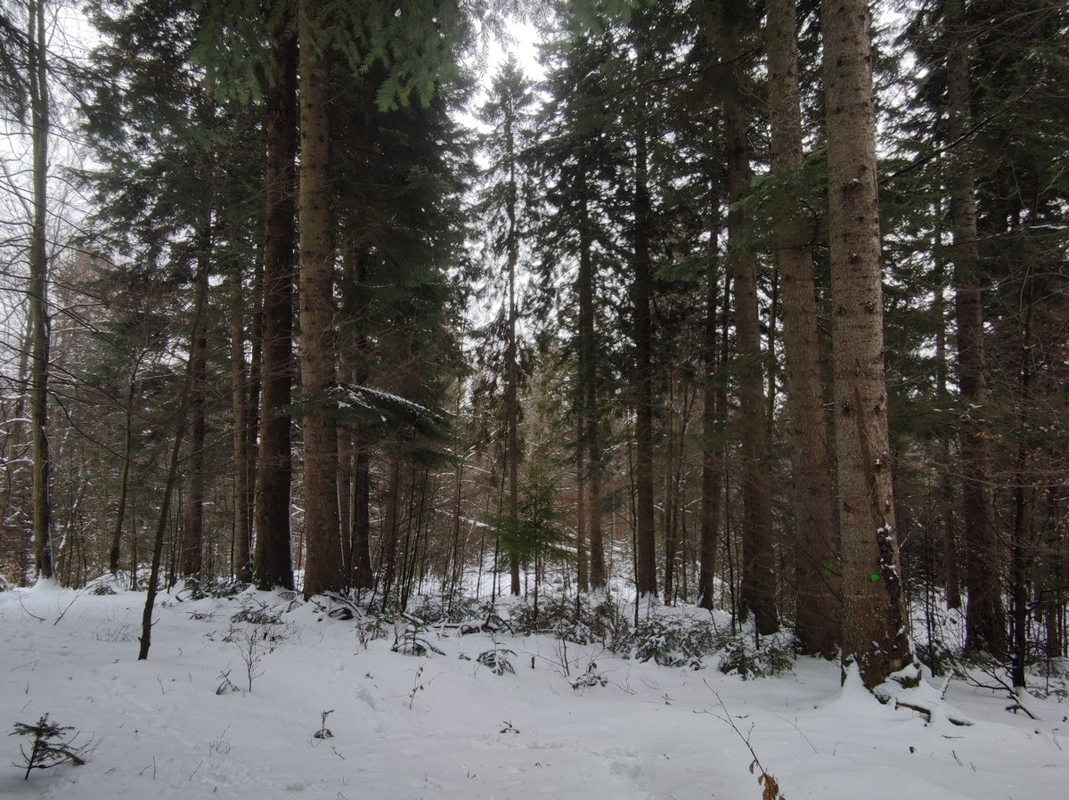 marekmarian's tweet image. Szeroka na ok 6-7 m i wysoka na 2 m (jak zszedłem byłem niższy) - #Karpa (1). Świerkowa sądząc po korzeniu, ale w lesie głównie jodłowym z dużą ilością młodej buczyny. #Wywrot grupowy, świerk nabiegami pociągnął też buka (2).
Stare #porolne z kiedyś pojedynczymi drzewami czy