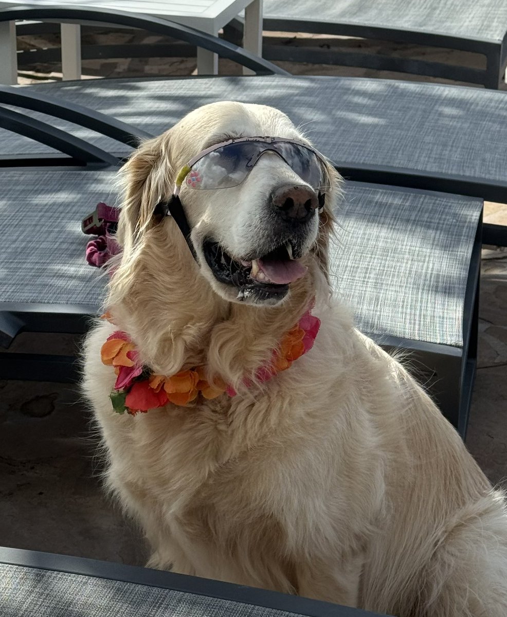 Important to protect the eyes in Hawaii

#MayoUroHawaii24

#DogFriendlyHotel