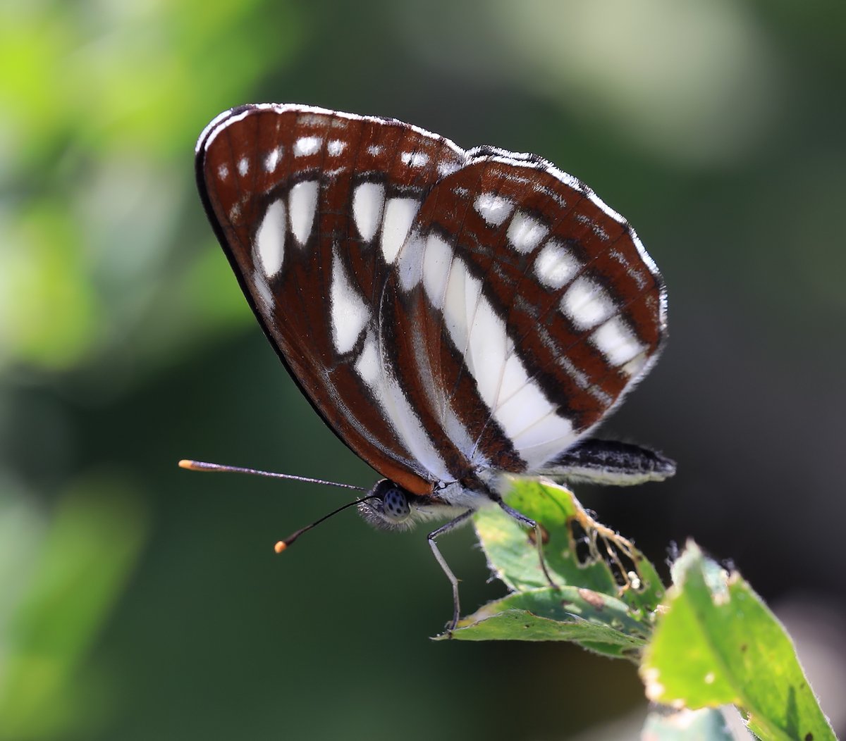 We have exciting news. Not just one, but *2* brand new & exclusive butterfly tours for summer 2025! 🦋🦋 Serbia 15- 23 June. Serbia’s nature is amongst the most intact in Europe with breathtaking scenery & many superb butterflies, including the much sought-after False Comma!