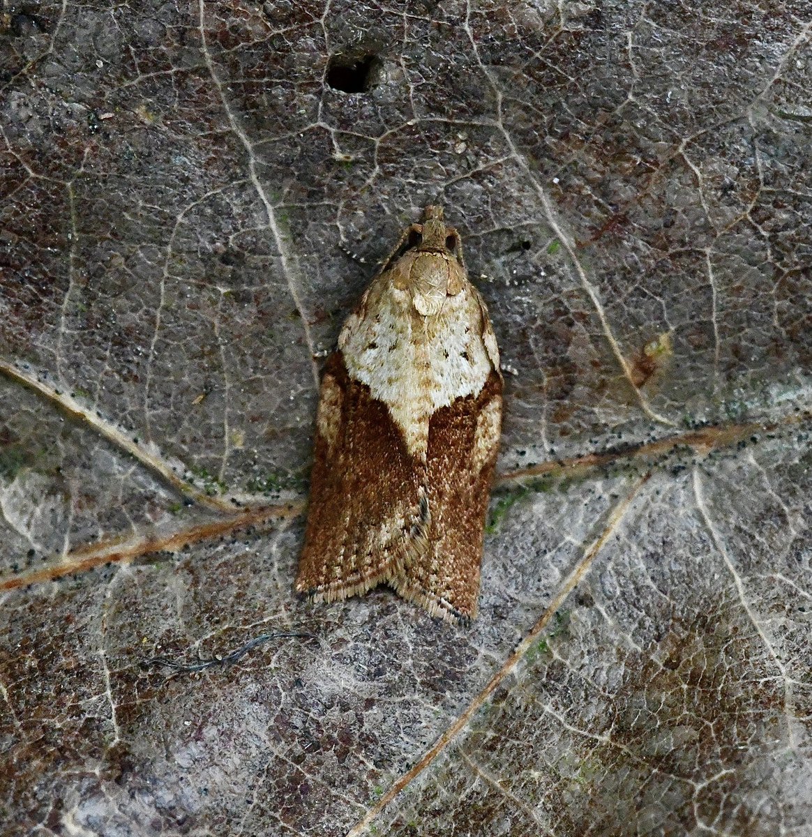 KevanBrett's tweet photo. The #micromoths #moths were represented by 2 Ypsolopha Ustella/ Varied Ochre new for square , 3 Agonopterix Heracliana/Com Flat-body NFY and 2 Light BAMoth @norfolkmoths @NorfolkNats @BC_Norfolk #mothsmatter https://t.co/leE8cU08Cr