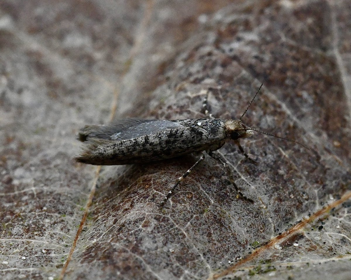 KevanBrett's tweet photo. The #micromoths #moths were represented by 2 Ypsolopha Ustella/ Varied Ochre new for square , 3 Agonopterix Heracliana/Com Flat-body NFY and 2 Light BAMoth @norfolkmoths @NorfolkNats @BC_Norfolk #mothsmatter https://t.co/leE8cU08Cr