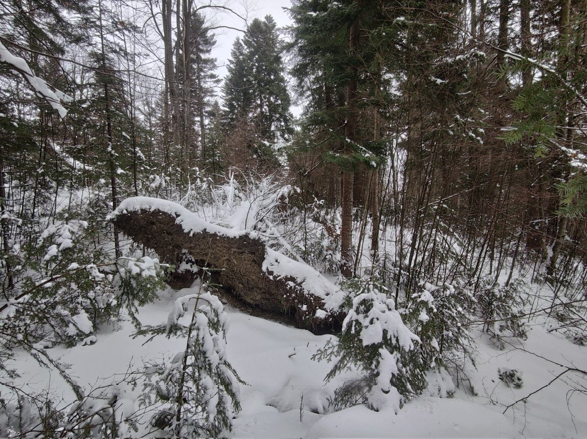 marekmarian's tweet image. Szeroka na ok 6-7 m i wysoka na 2 m (jak zszedłem byłem niższy) - #Karpa (1). Świerkowa sądząc po korzeniu, ale w lesie głównie jodłowym z dużą ilością młodej buczyny. #Wywrot grupowy, świerk nabiegami pociągnął też buka (2).
Stare #porolne z kiedyś pojedynczymi drzewami czy