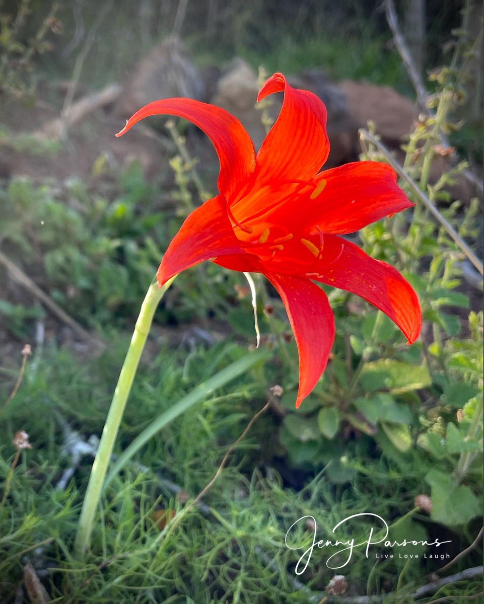 JennyPaPB's tweet photo. Came across a small population of these vibrant #Cyrtanthus sanguineus aka Kei Lily while out #birding. A #geophyte that produces these striking scarlet red flowers with a few strap-like leaves. What a treat to find in the dense Albany thicket vegetation…
#wildflowers #nature https://t.co/WrZDaNKbQe